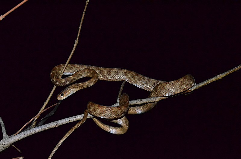 Forsten_27s_cat_snake__28Boiga_forsteni_29