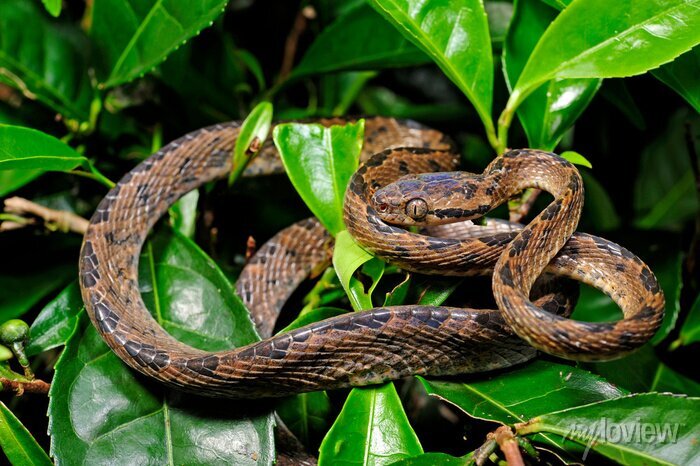 sri-lanka-nachtbaumnatter-sri-lanka-cat-snake-boiga-ceylonensis-700-241847899